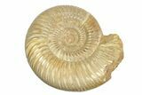 Two Polished Jurassic Ammonites (Perisphinctes) - Madagascar #248758-2